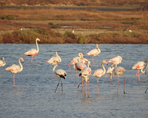 Flamencos en las marismas de Barbate