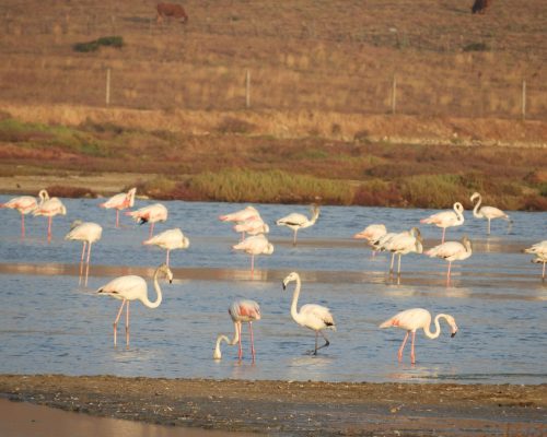Flamencos en las marismas de Barbate