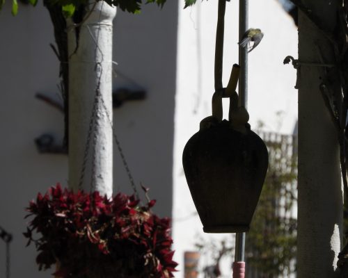 Herrerillo en su nido