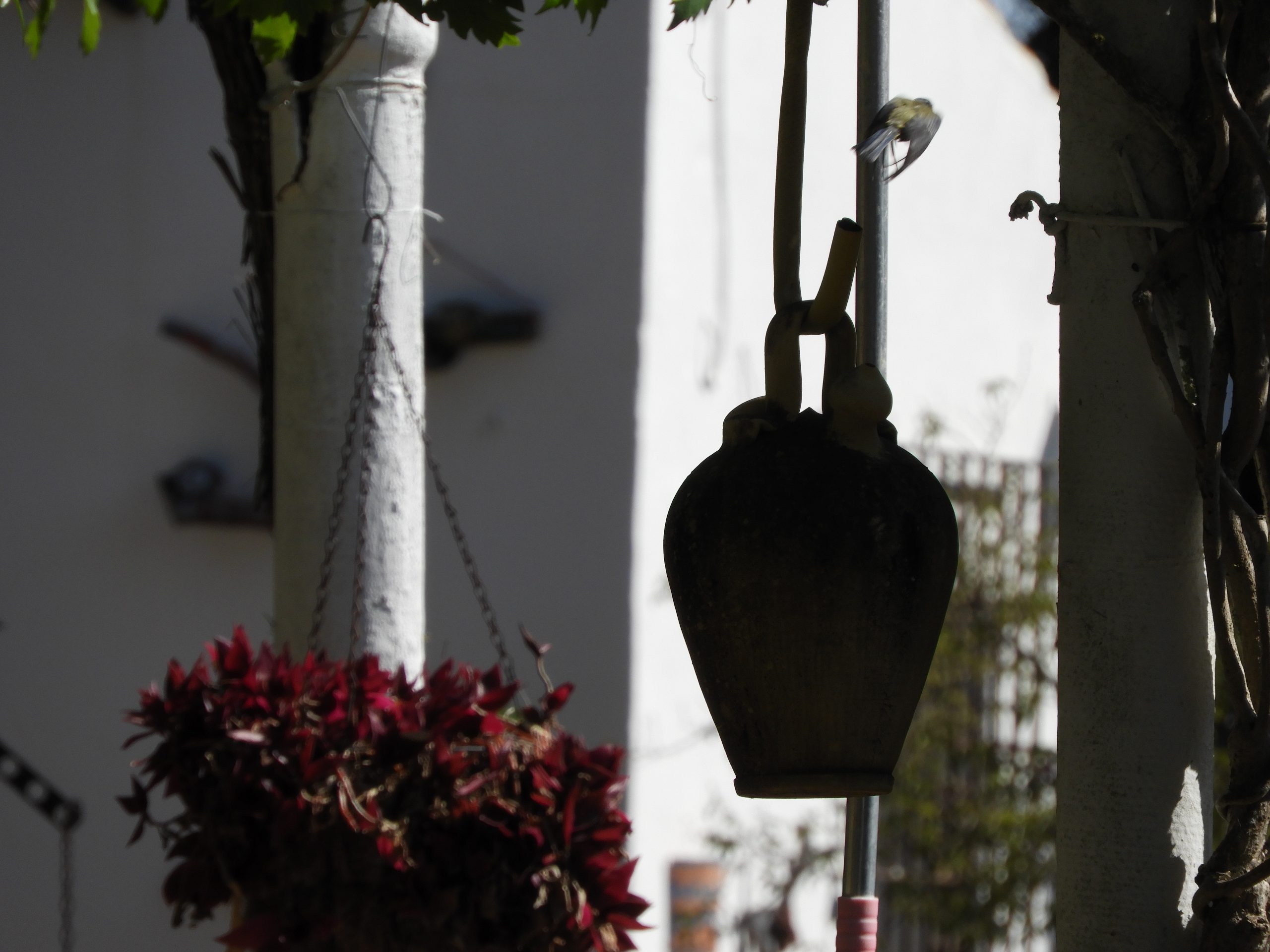 Herrerillo en su nido