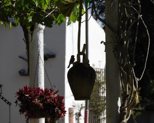 Herrerillo en su nido