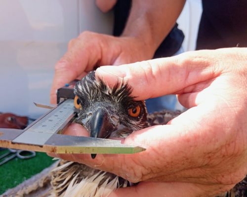 Proyecto reintroducción de águila pescadora, Fundación Migres (Fotografía de David Briega)