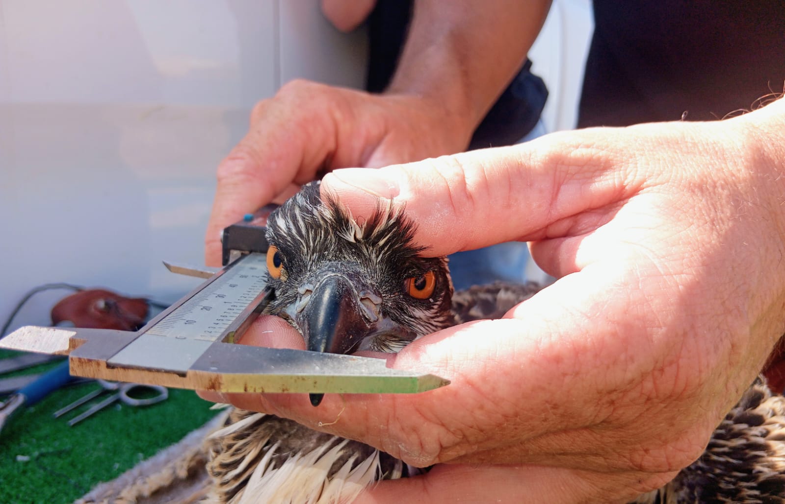 Proyecto reintroducción de águila pescadora, Fundación Migres (Fotografía de David Briega)