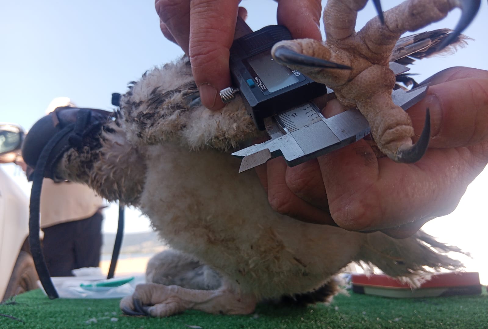 Proyecto reintroducción de águila pescadora, Fundación Migres (Fotografía de David Briega)