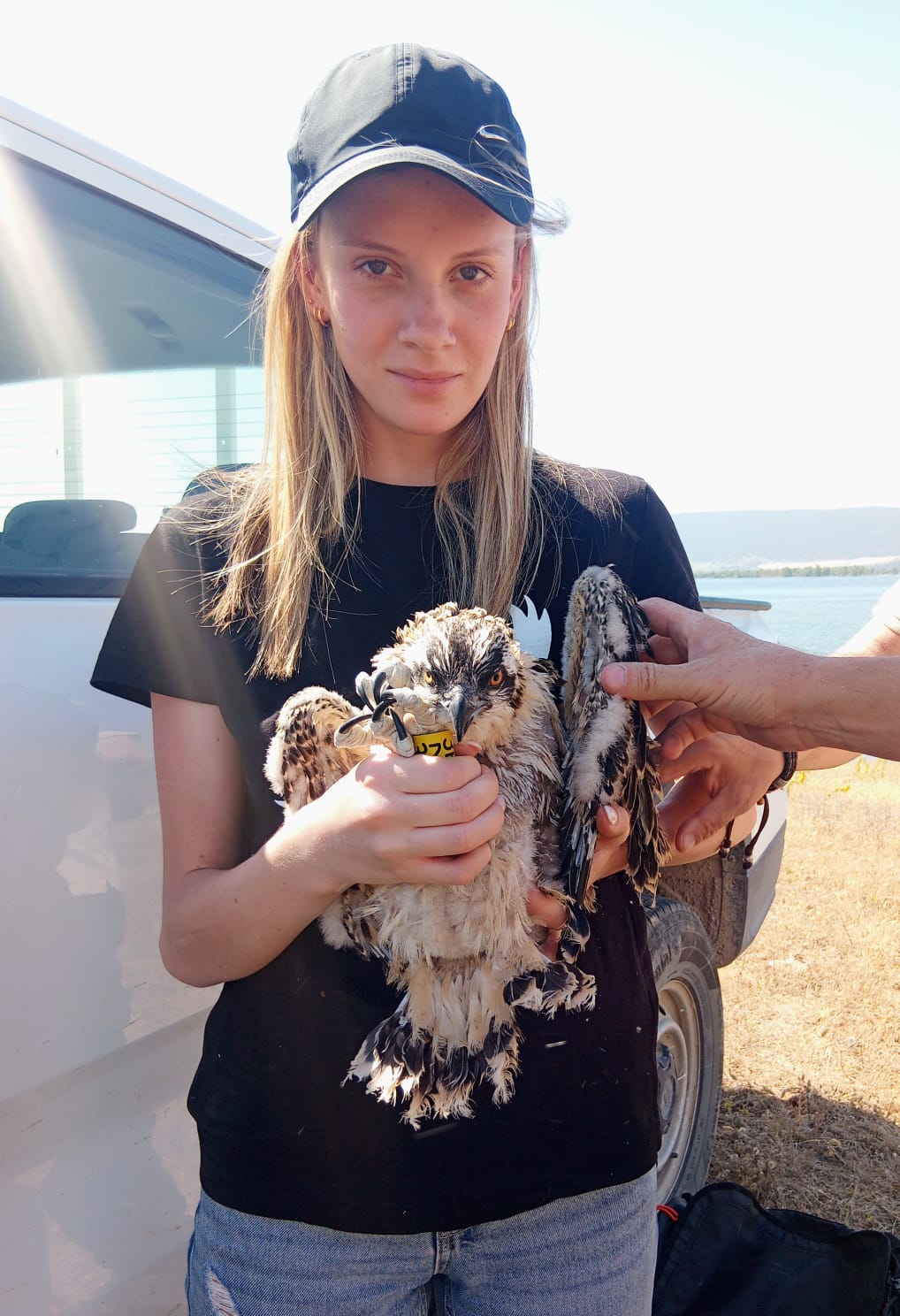 Proyecto reintroducción de águila pescadora, Fundación Migres (Fotografía de David Briega)