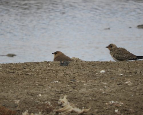 Canastera juvenil en las marismas de Barbate