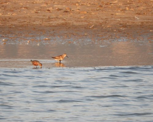 Correlimos común en las marismas de Barbate