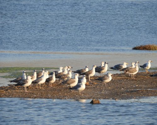 Gaviotas patiamarillas en las marismas de Barbate