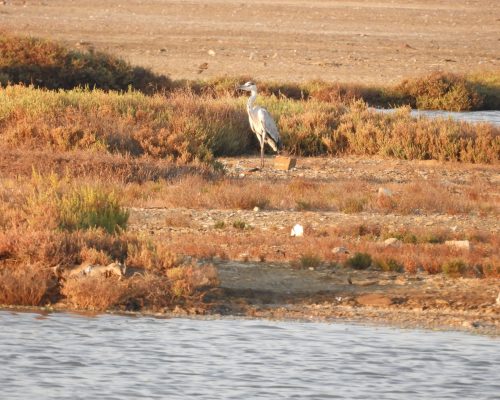 Garza real en las marismas de Barbate