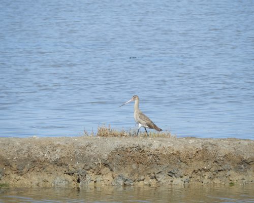Aguja colinegra en las marismas de Barbate