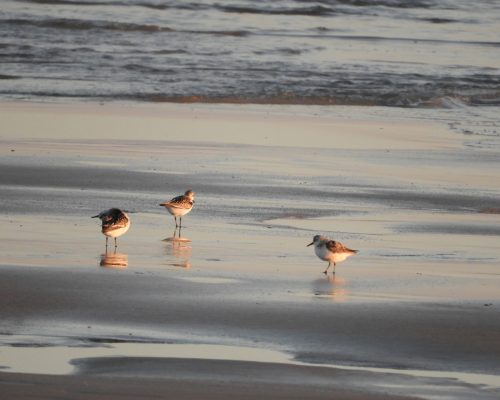 Correlimos tridáctilo en la playa de El Palmar
