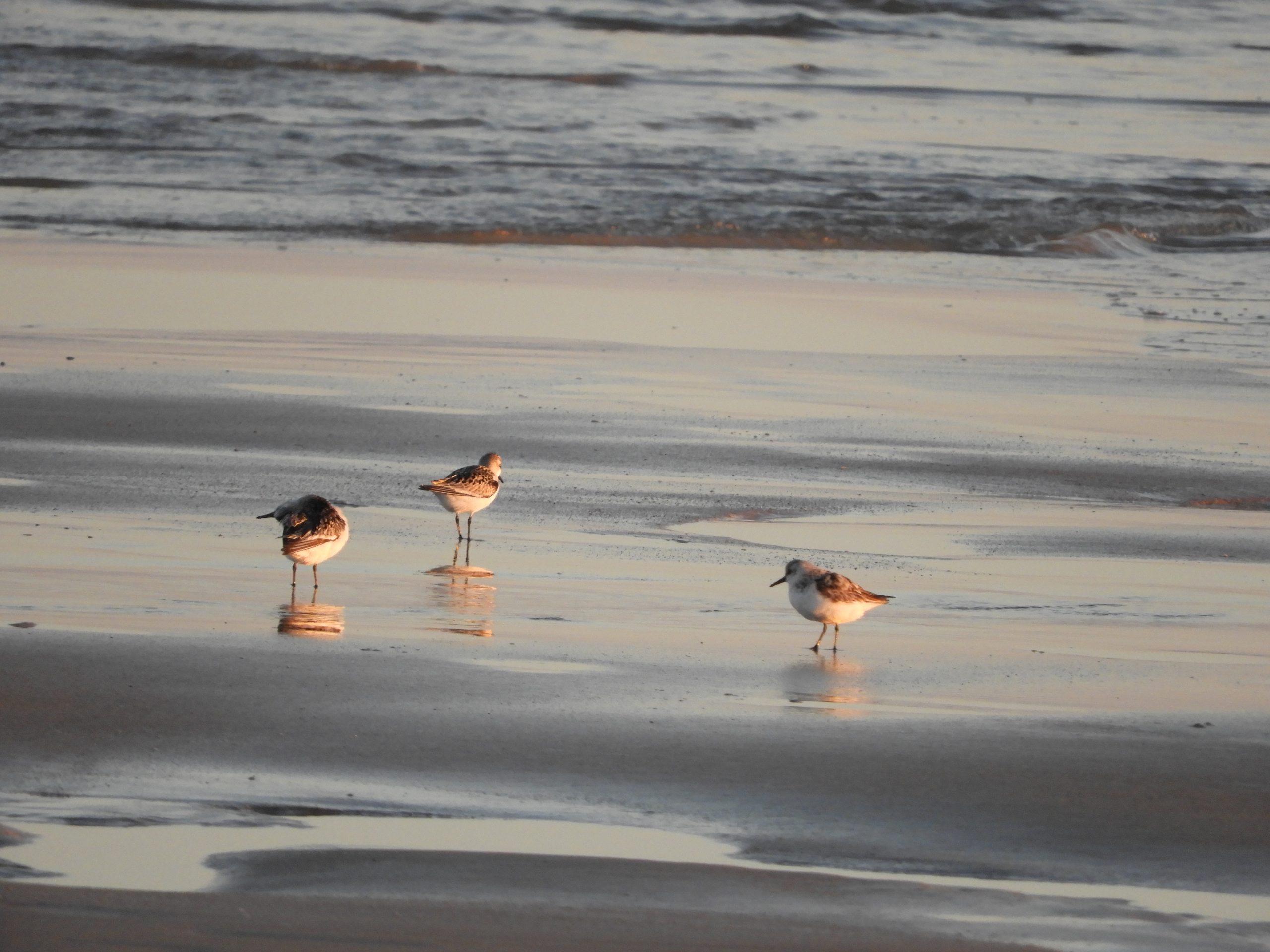 Correlimos tridáctilo en la playa de El Palmar
