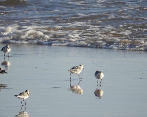 Correlimos tridáctilo en la playa de El Palmar