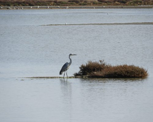 Garza real en las marismas de Barbate
