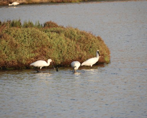 Espátulas en las marismas de Barbate