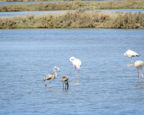 Flamencos adultos y juveniles en las marismas de Barbate