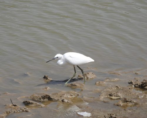 Garceta común en la playa de El Palmar