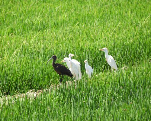 Garcillas bueyeras y morito en la antigua laguna de La Janda