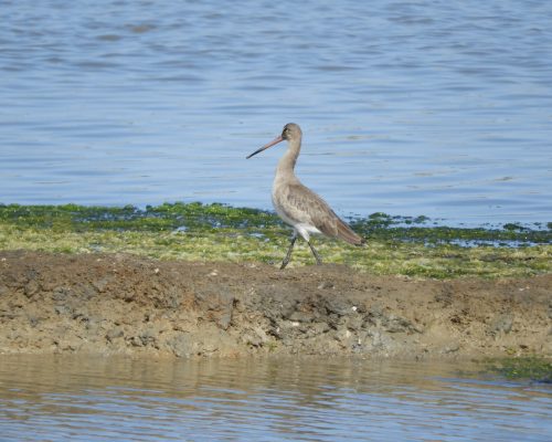 Aguja colinegra en las marismas de Barbate