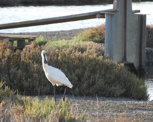Espátula en las marismas de Barbate