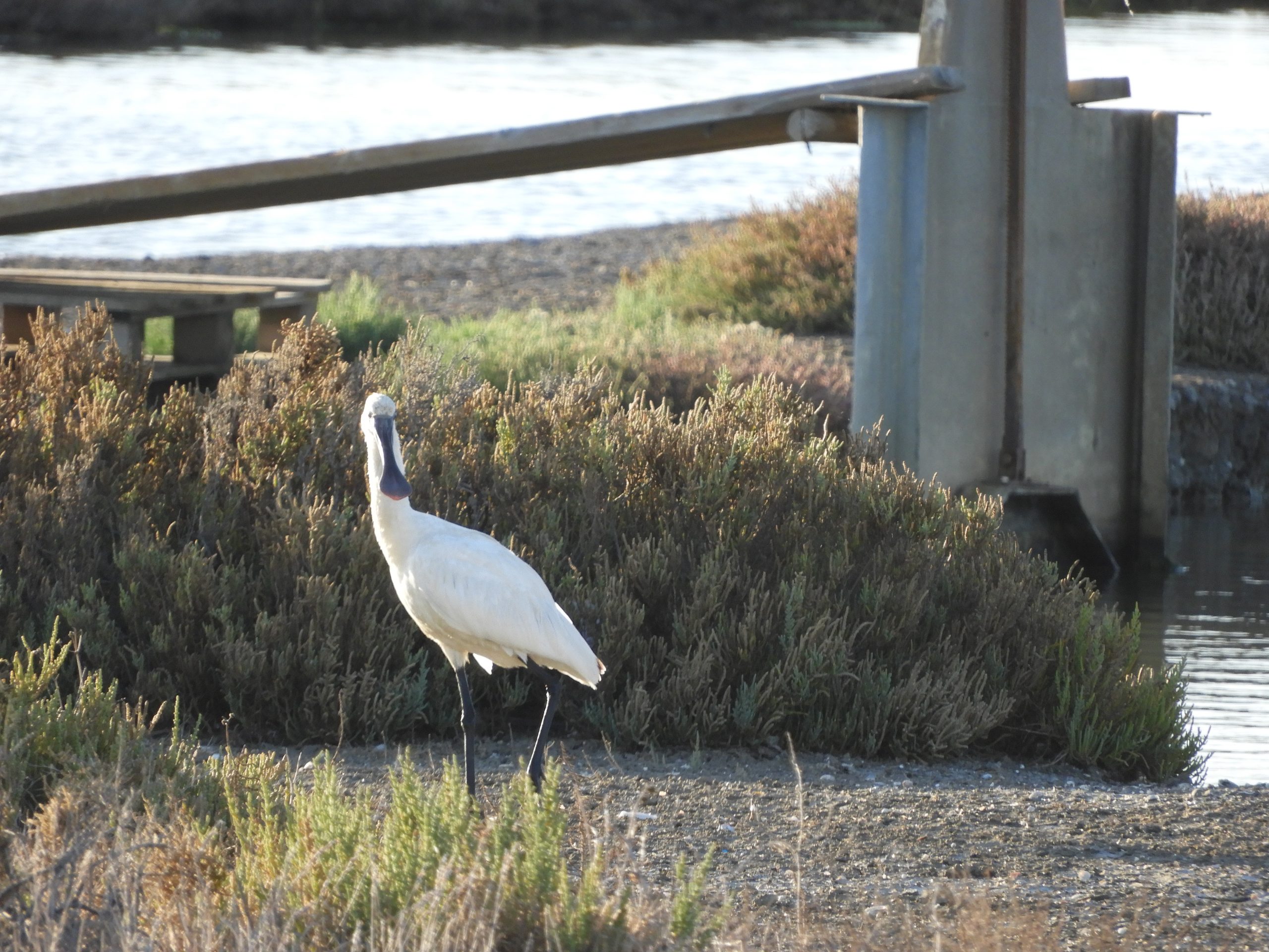 Espátula en las marismas de Barbate