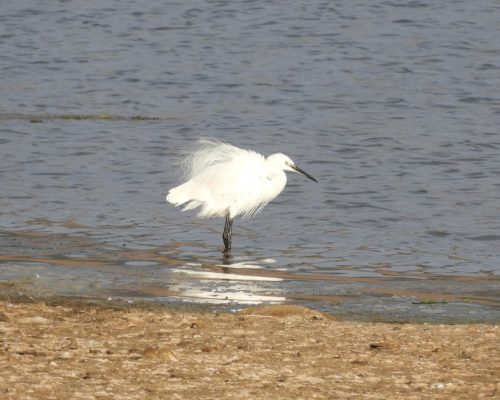 Garceta común en las marismas de Barbate