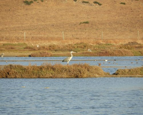 Garza real en las marismas de Barbate