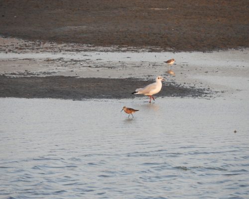 Gaviota reidora en las marismas de Barbate