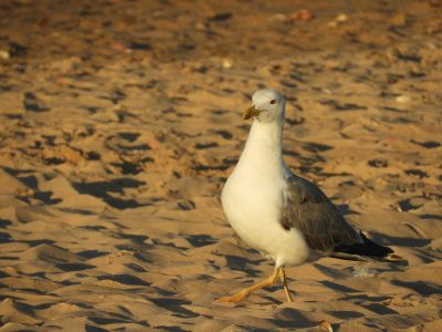 Las aves del caminante