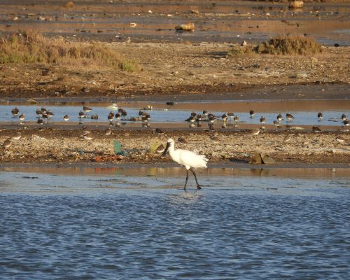 Espátula en las marismas de Barbate