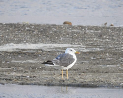 Gaviota patiamarilla en las marismas de Barbate