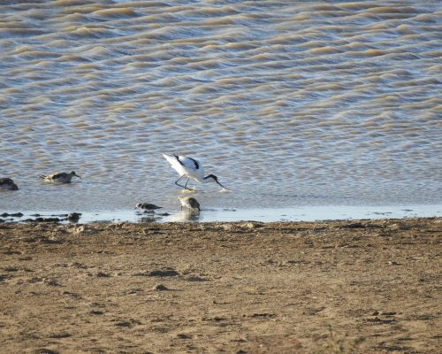 Avoceta en las marismas de Barbate