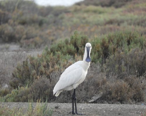 Espátula en las marismas de Barbate