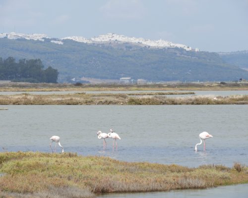 Flamencos en las marismas de Barbate