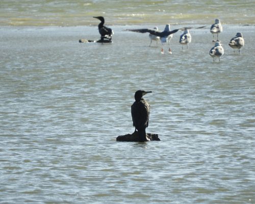 Cormorán en las marismas de Barbate