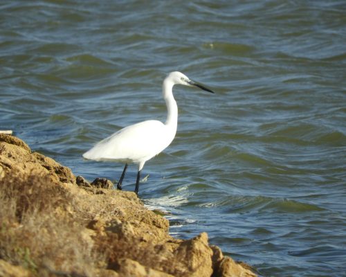 Garceta común en las marismas de Barbate