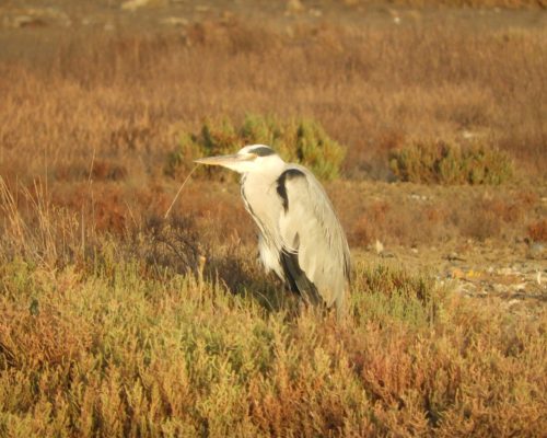 Garza real en las marismas de Barbate