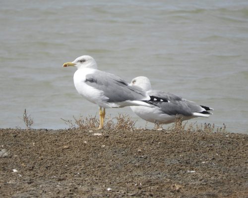 Gaviotas patiamarillas en las marismas de Barbate
